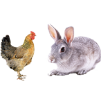 適合鴿子、禽類