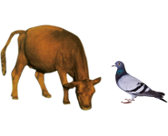 適合鳥(niǎo)類、幼崽